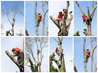 Lone Star Tree Services image 2